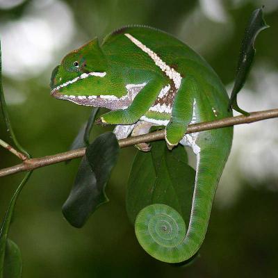 Chameleon 2